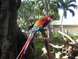 Sunrider Hawaii Trip Beautiful Parrot photo by Diana Walker